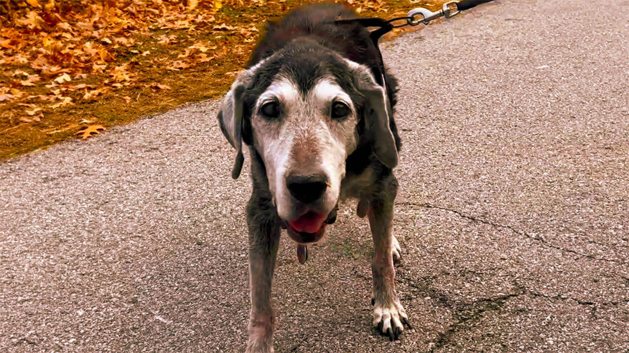 Load video: Mr. Gibbs Turley is an 18-year-old Labrador retriever who still enjoys going for walks and spending quality snuggle time with his owners, Grace and Russ.