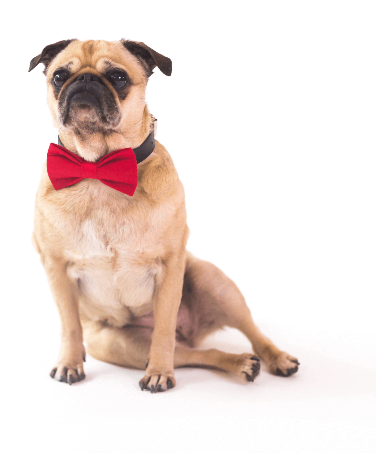 pug dog wearing a red bow tie